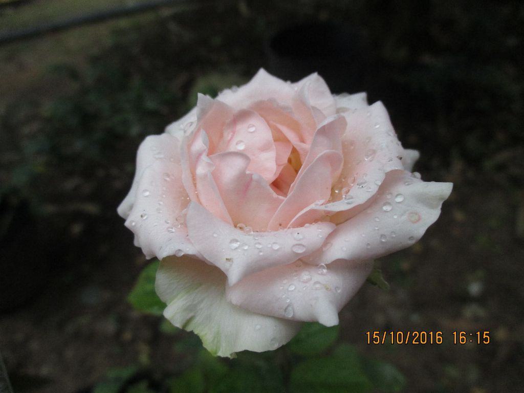 Hoa hồng lòng trắng trứng nước