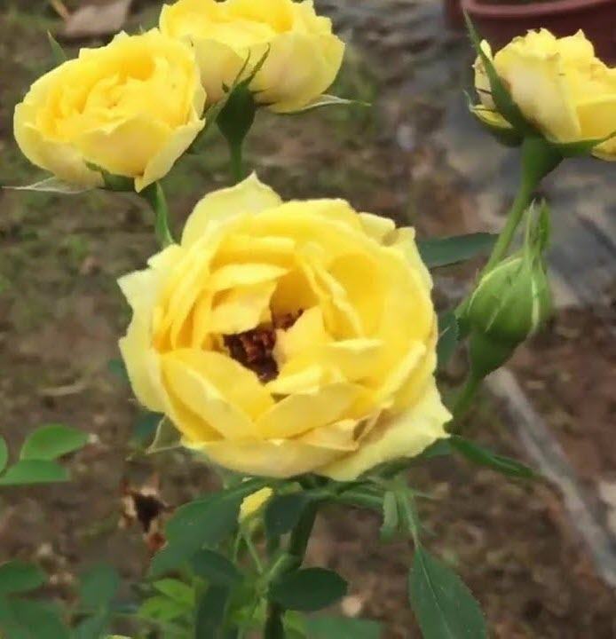 Cây hoa hồng đẻ trứng vàng