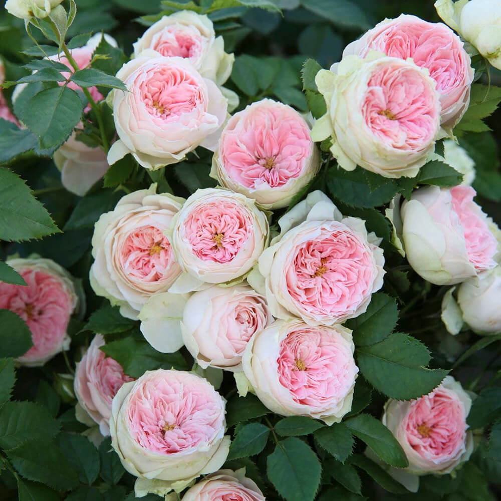 Hoa hồng trứng hồng và cánh hoa trắng