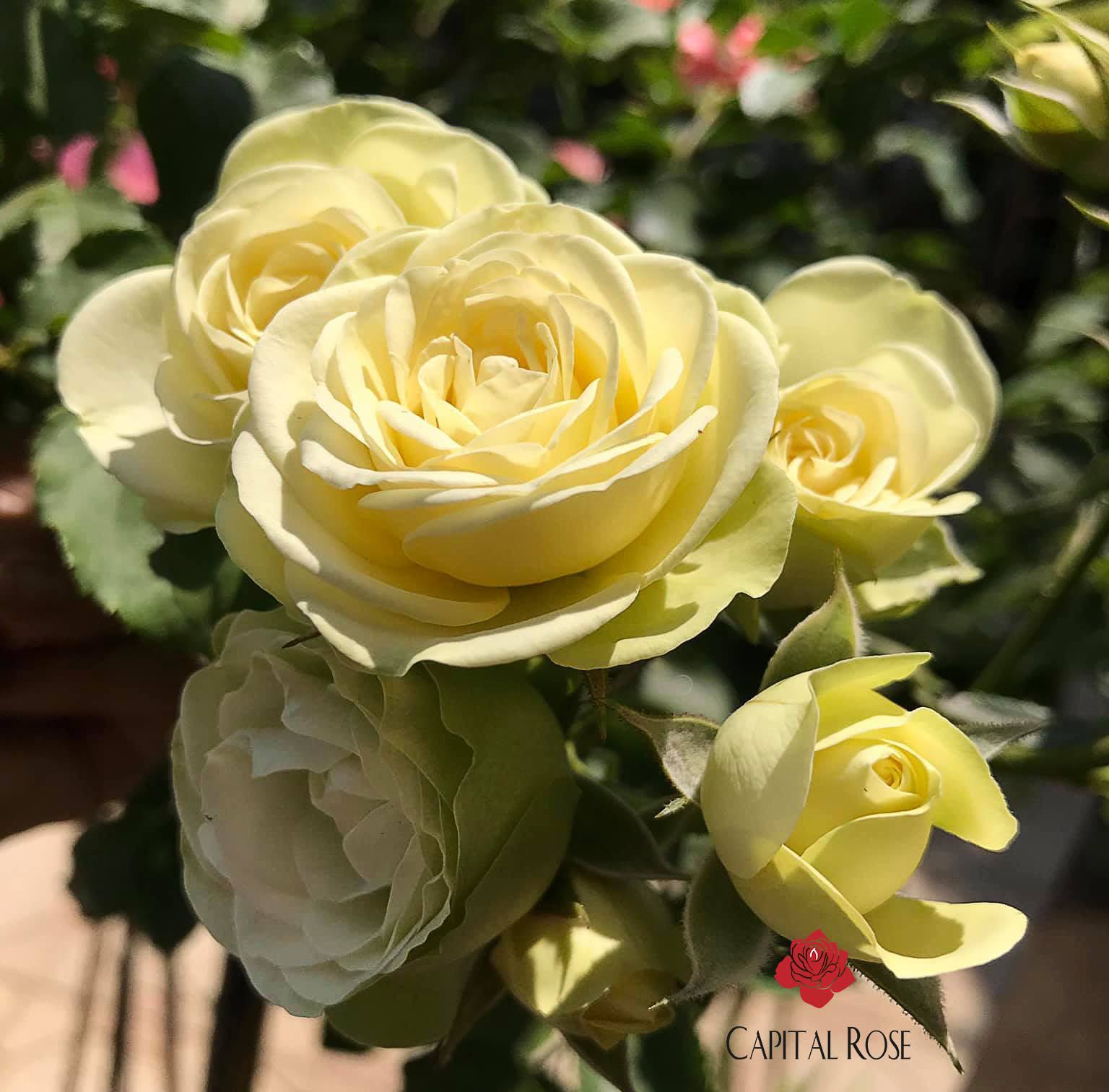 Hoa hồng trứng vàng trắng tuyệt đẹp