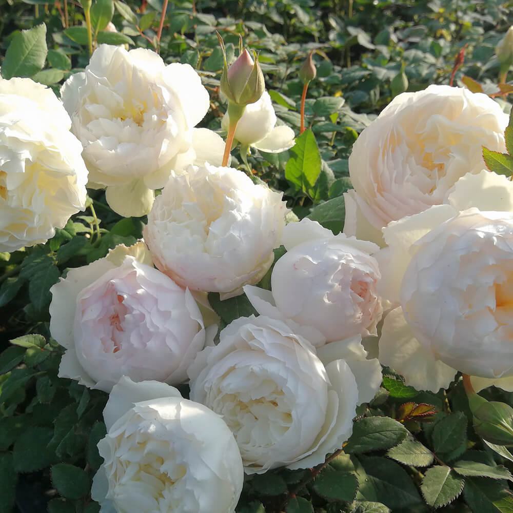 Hoa hồng trứng trắng đẹp