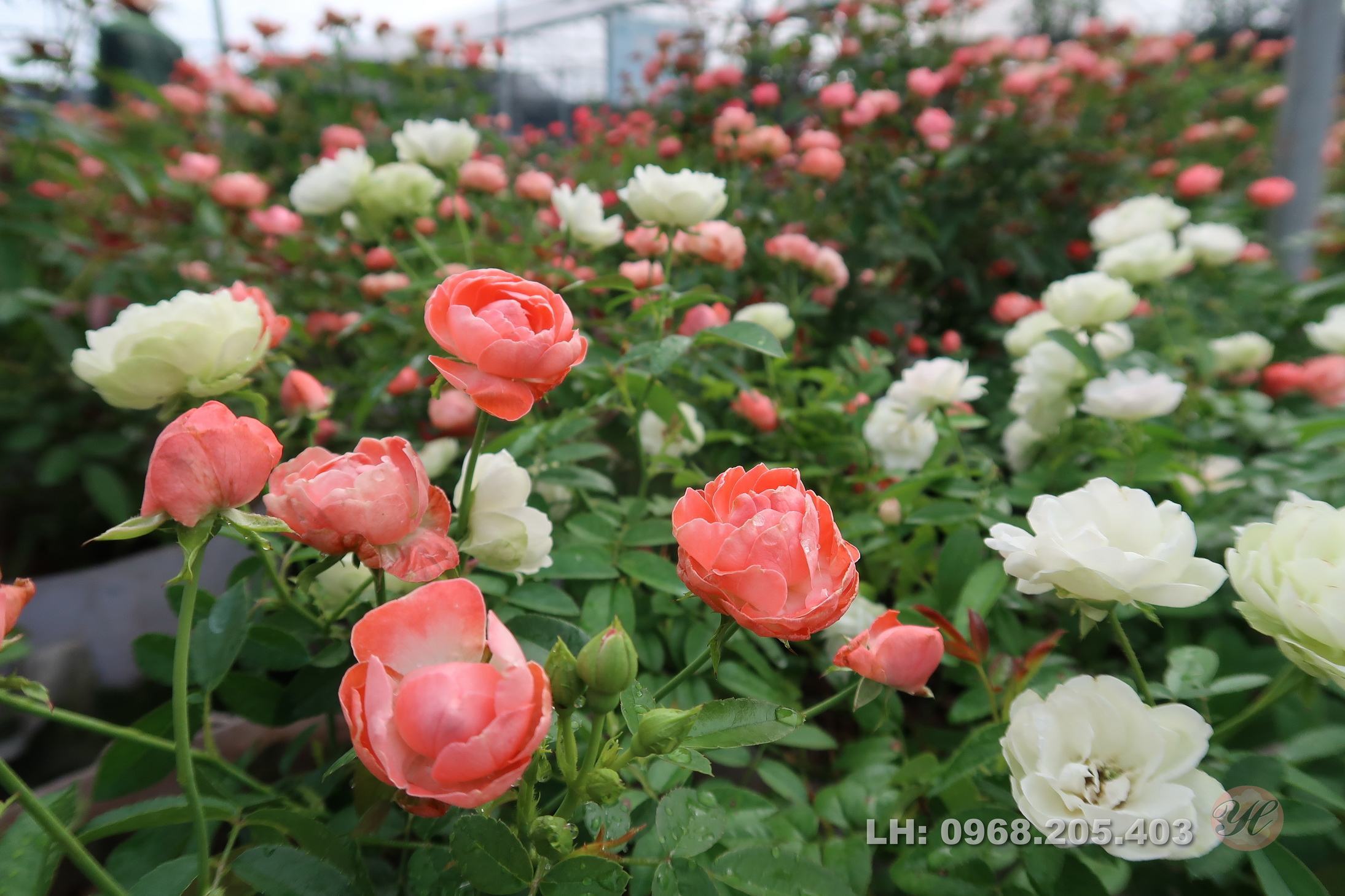 Vườn hoa hồng rất đẹp