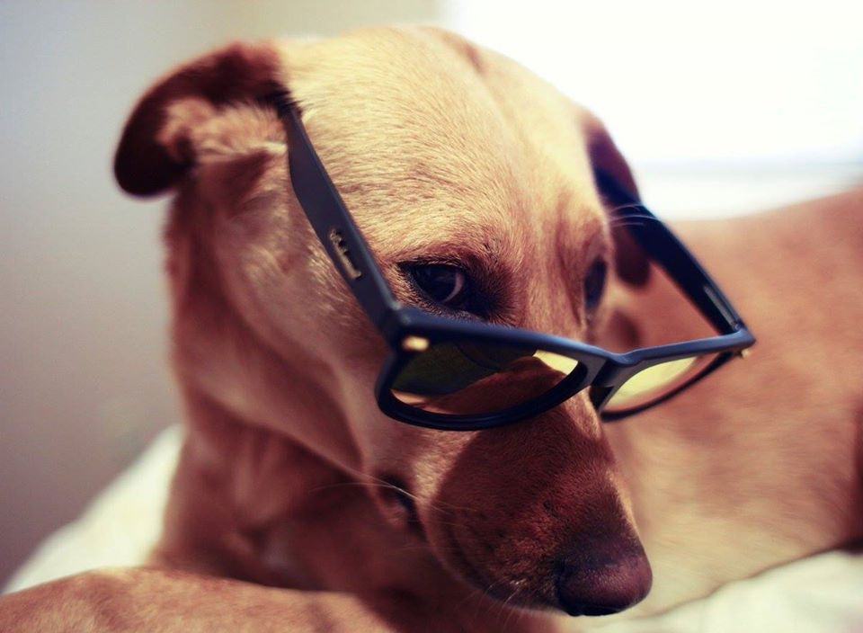 Chú chó đeo kính dễ thương