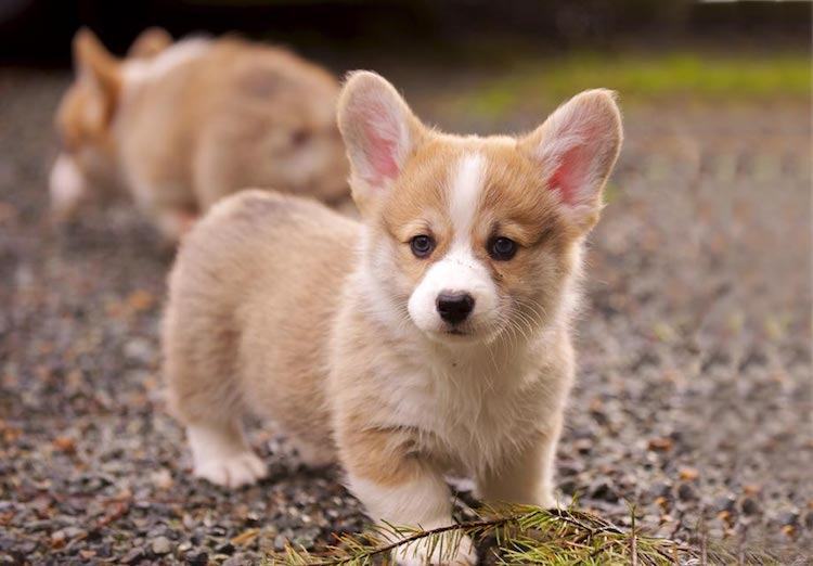 Hình ảnh chó corgi dễ thương