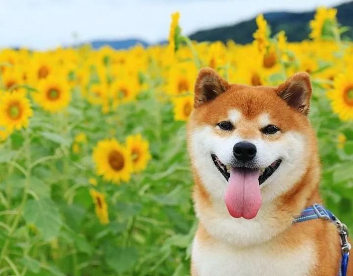 Hình ảnh chó shiba dễ thương