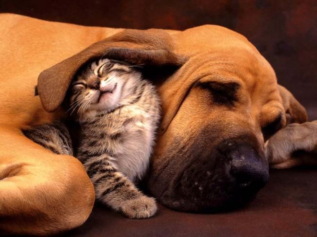 Hình ảnh dễ thương của chó và mèo