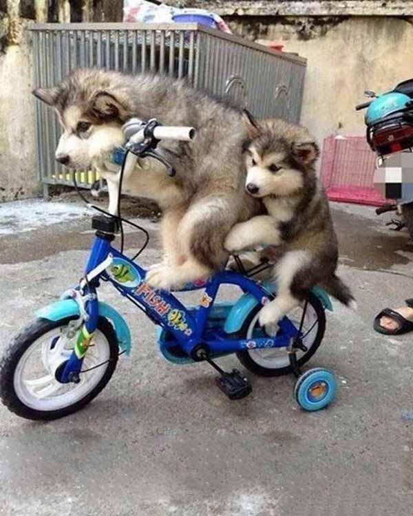 Hình ảnh chó đi xe đạp hài hước nhất
