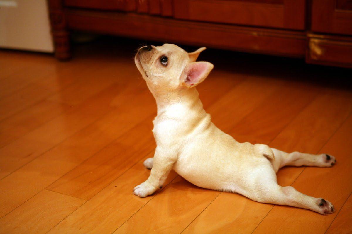 Chú chó ngộ nghĩnh tập yoga