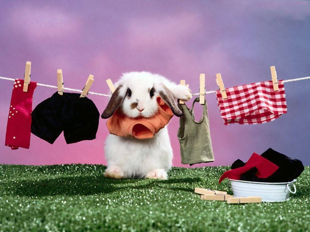 Chú thỏ ngộ nghĩnh đang phơi quần áo