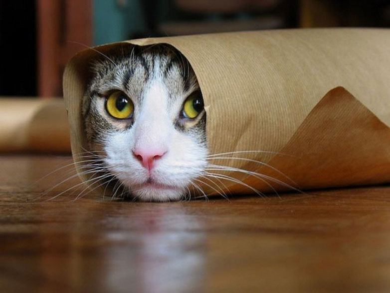 Hình ảnh chú mèo bó giấy ngộ nghĩnh