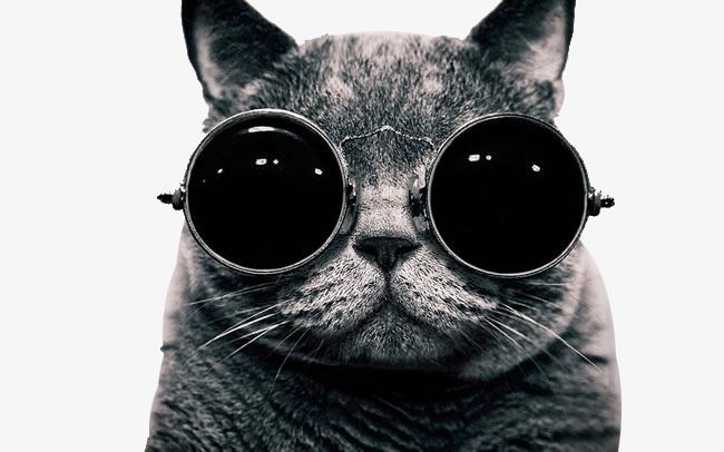 Hình ảnh ngộ nghĩnh về những chú mèo đeo kính