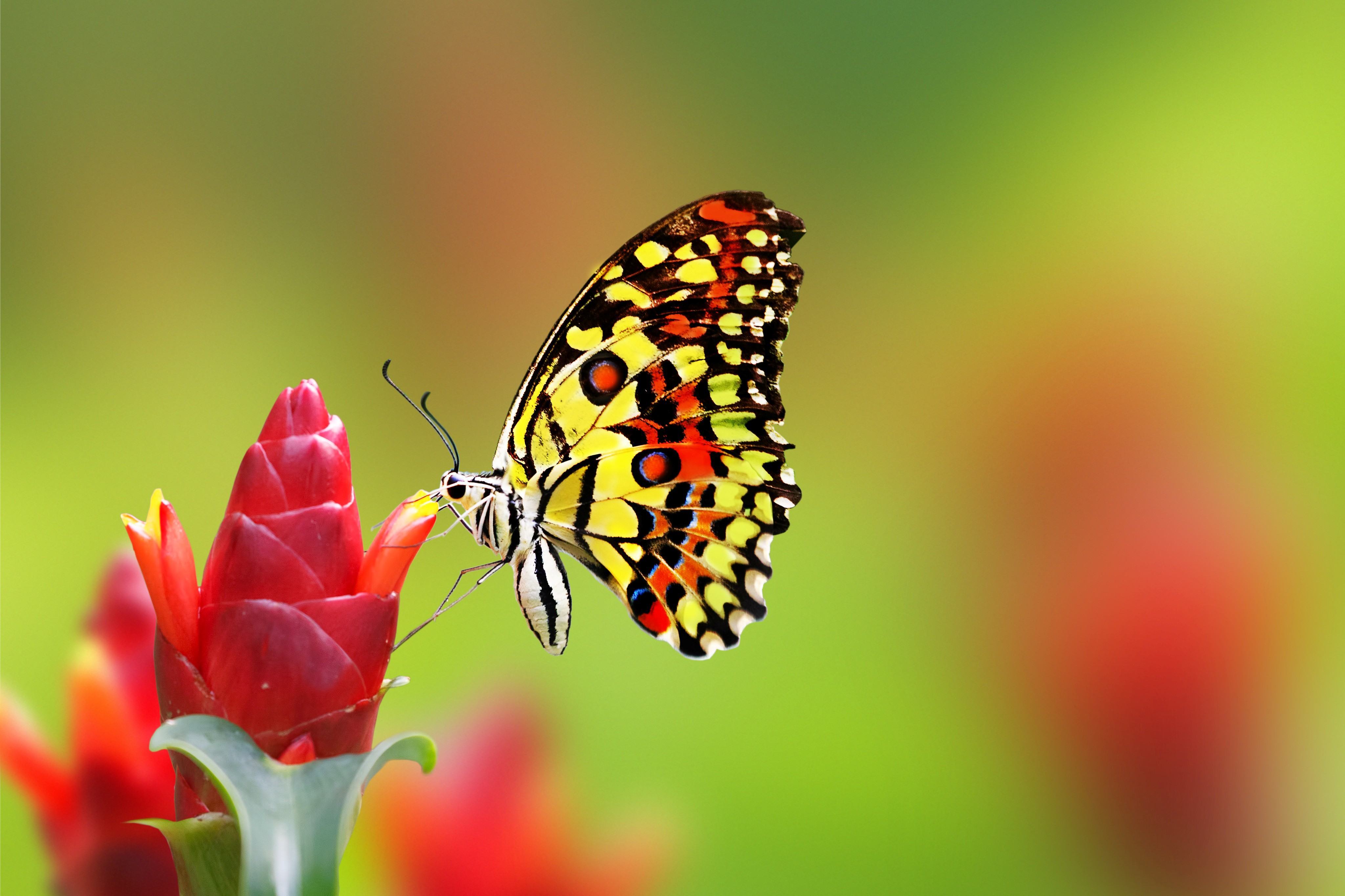 Hình nền máy tính HD con bướm xinh trên cành hoa