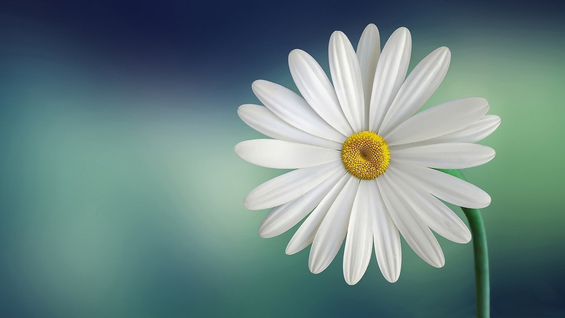 Hình nền máy tính HD bông hoa cúc tuyệt đẹp