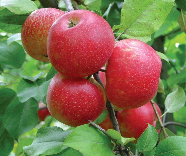một chùm táo đỏ trên cành cây