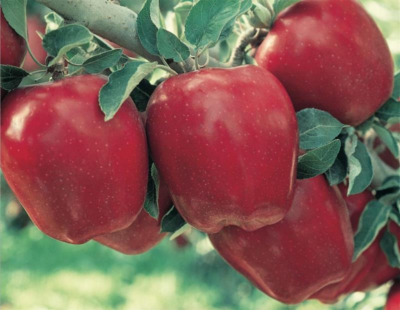 Hình ảnh quả táo đỏ trên cây đẹp