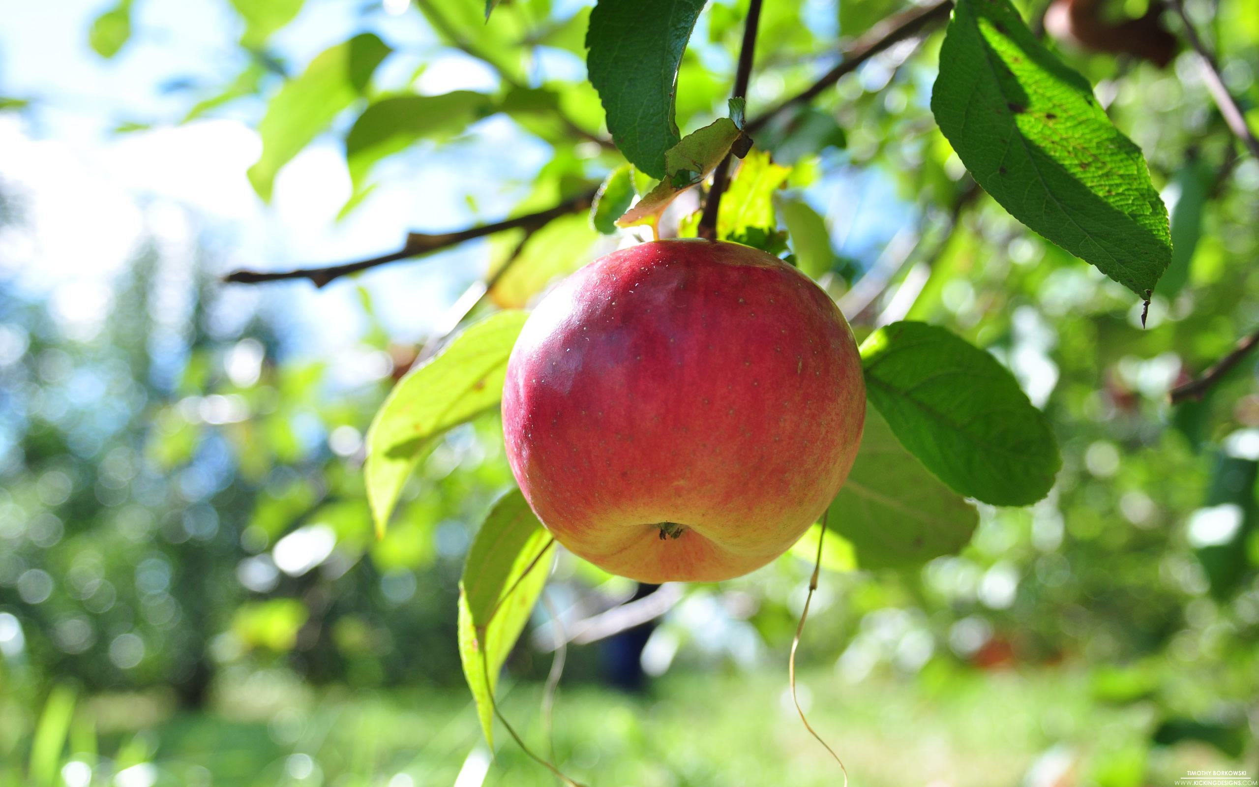 Hình ảnh quả táo trên cành cây rất đẹp