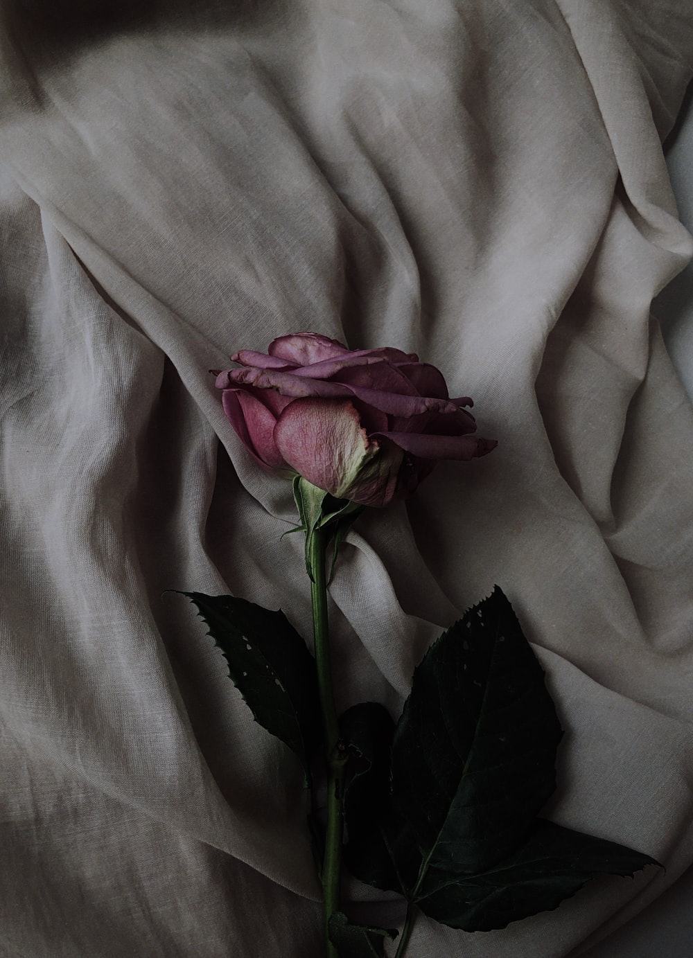 Những hình ảnh hoa hồng trắng đẹp nhất