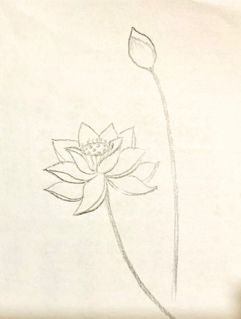 Vẽ hoa sen bằng bút chì