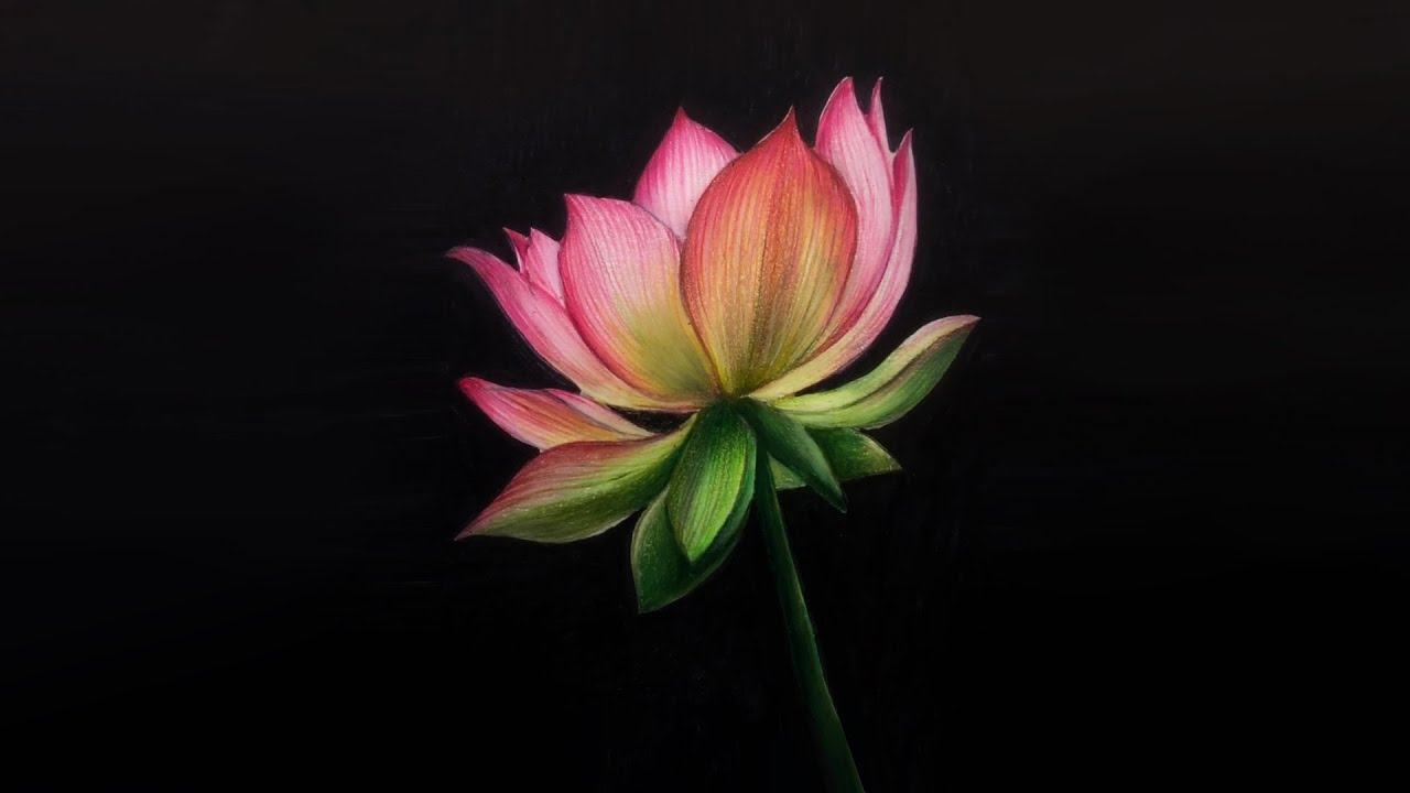 Vẽ hoa sen 3D đẹp