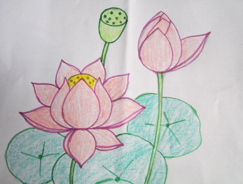 Vẽ hoa sen bằng bút màu