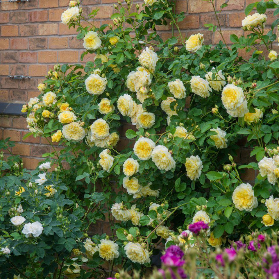 Cây hoa hồng leo tường đẹp