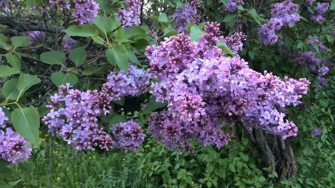 Những bụi hoa tử đinh hương màu tím tuyệt đẹp