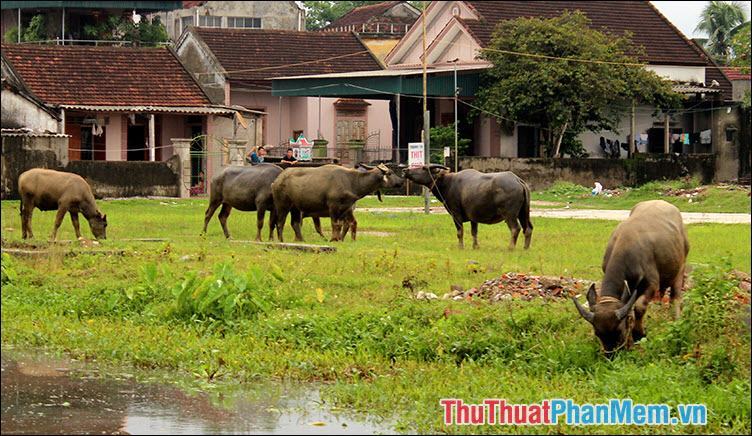 Tuổi 1985 hợp với tuổi nào?