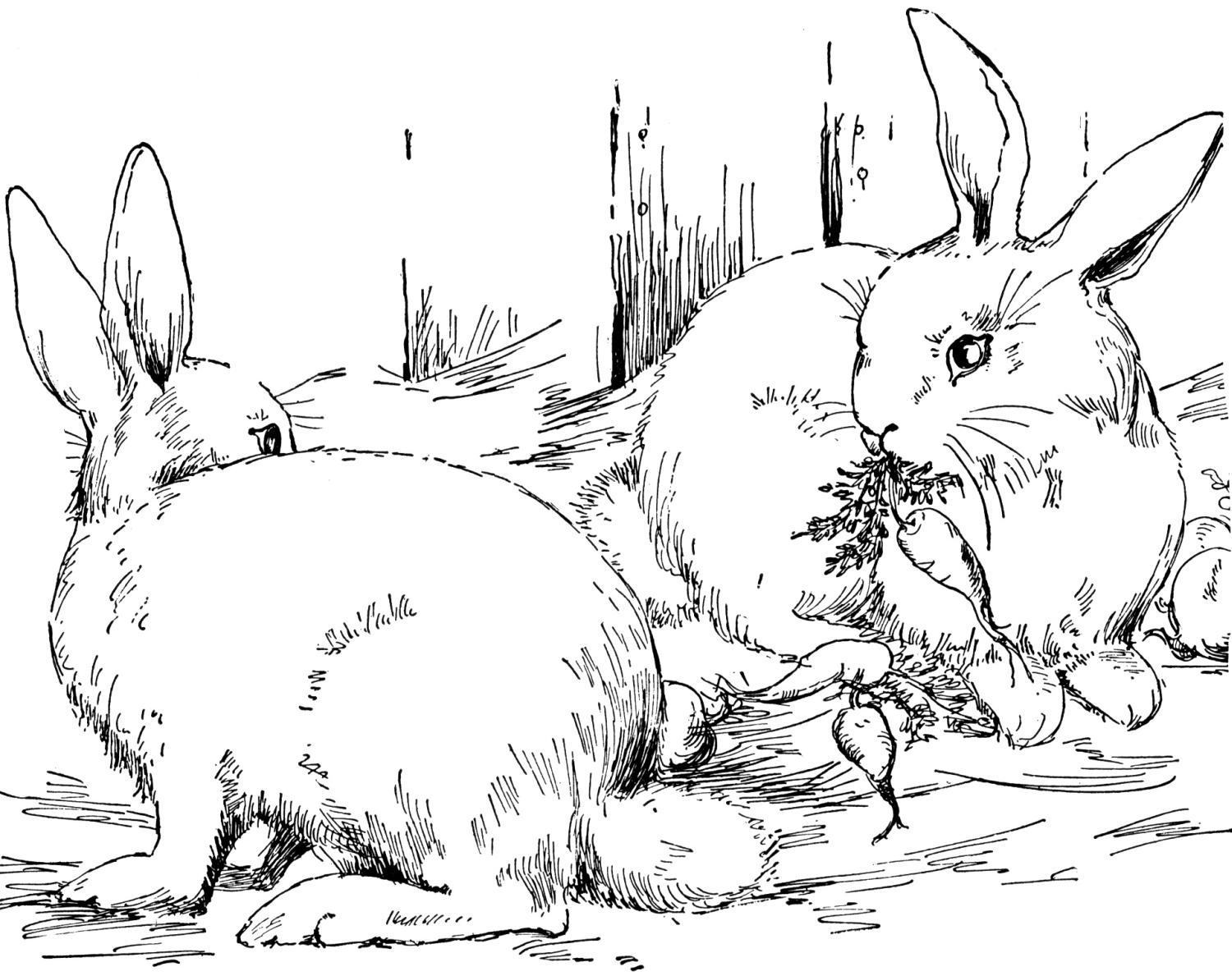 Vẽ thực tế con thỏ đang ôm rau