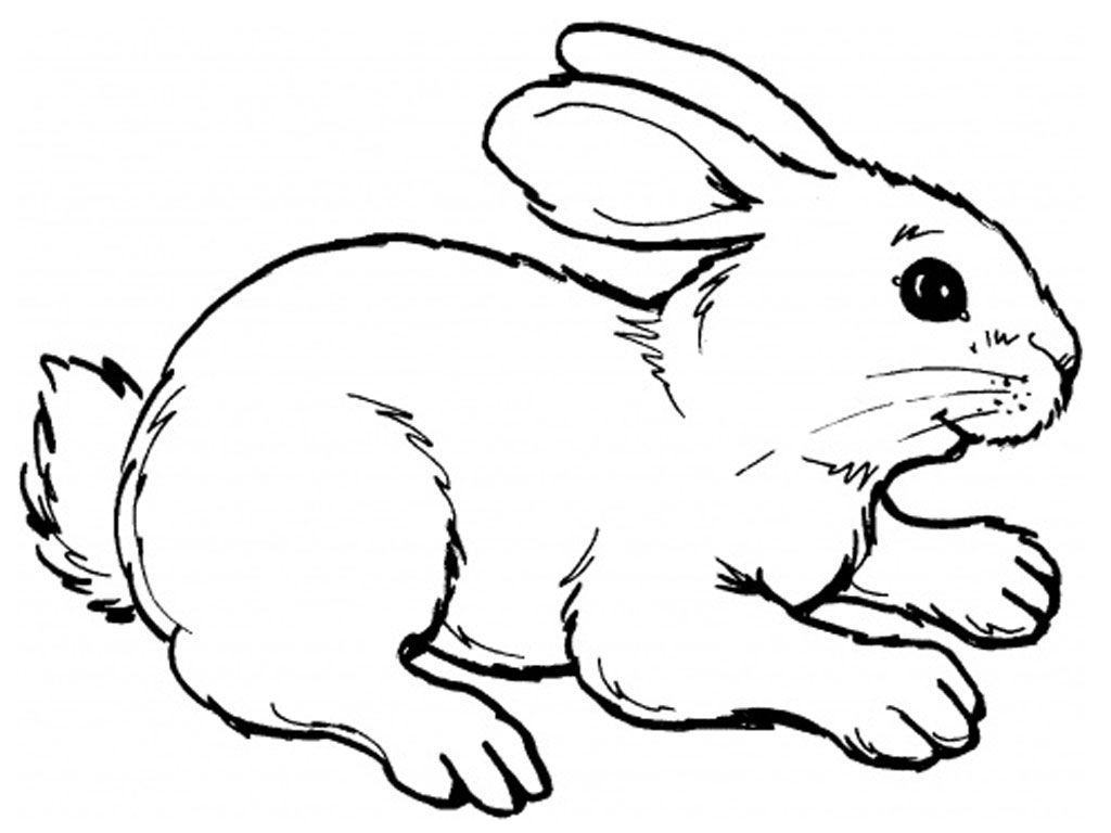 Trang màu chú thỏ vẽ thực tế
