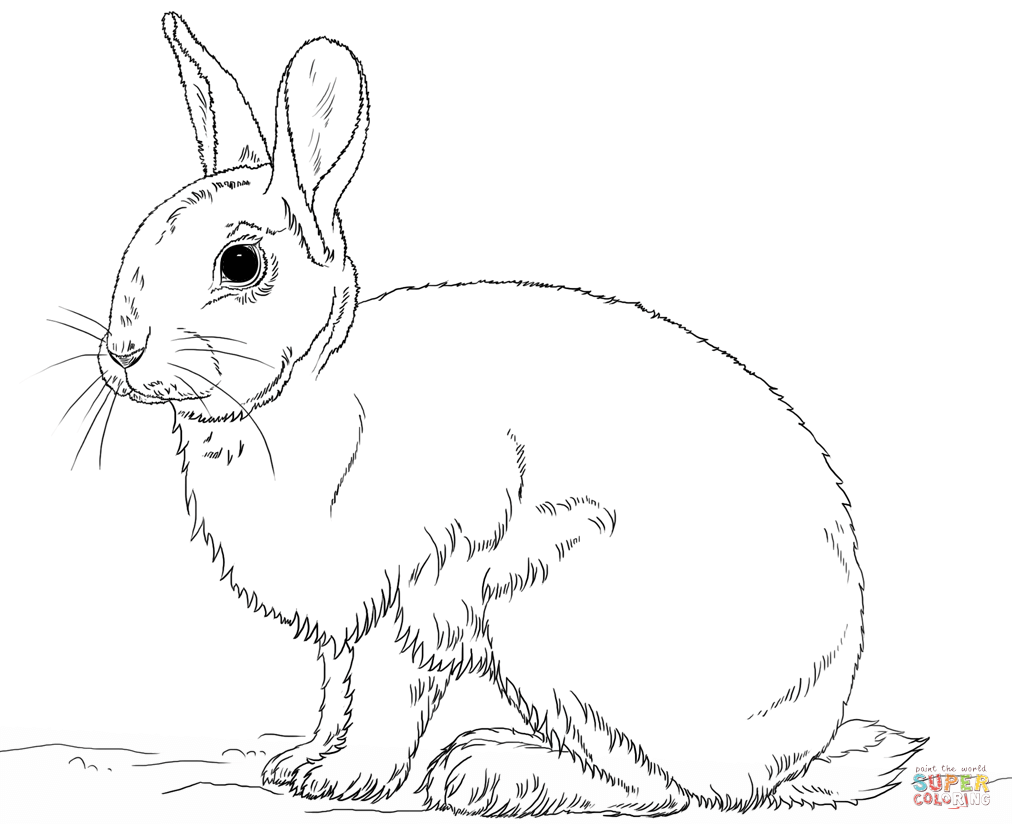 Trang tô màu con thỏ lớn thực tế
