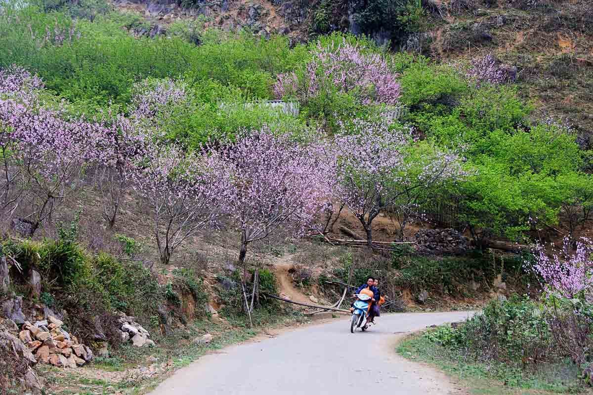 Ảnh đẹp Sapa - con đường mùa xuân