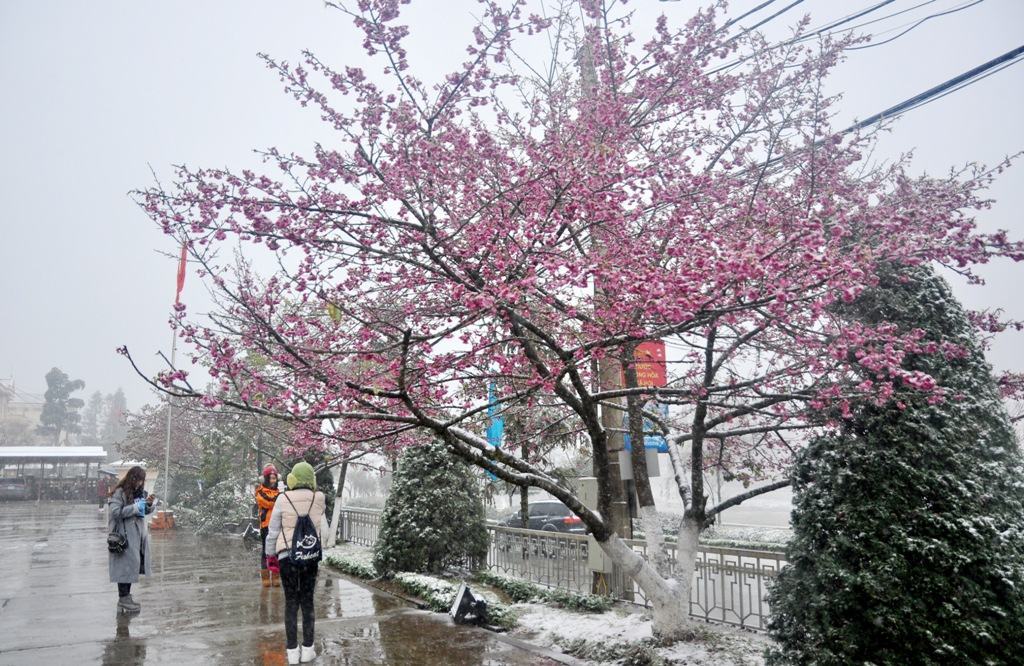 Hình ảnh hoa đào tuyệt đẹp trong tuyết ở Sapa