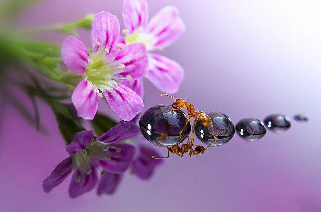 Hình ảnh giọt sương với đàn kiến