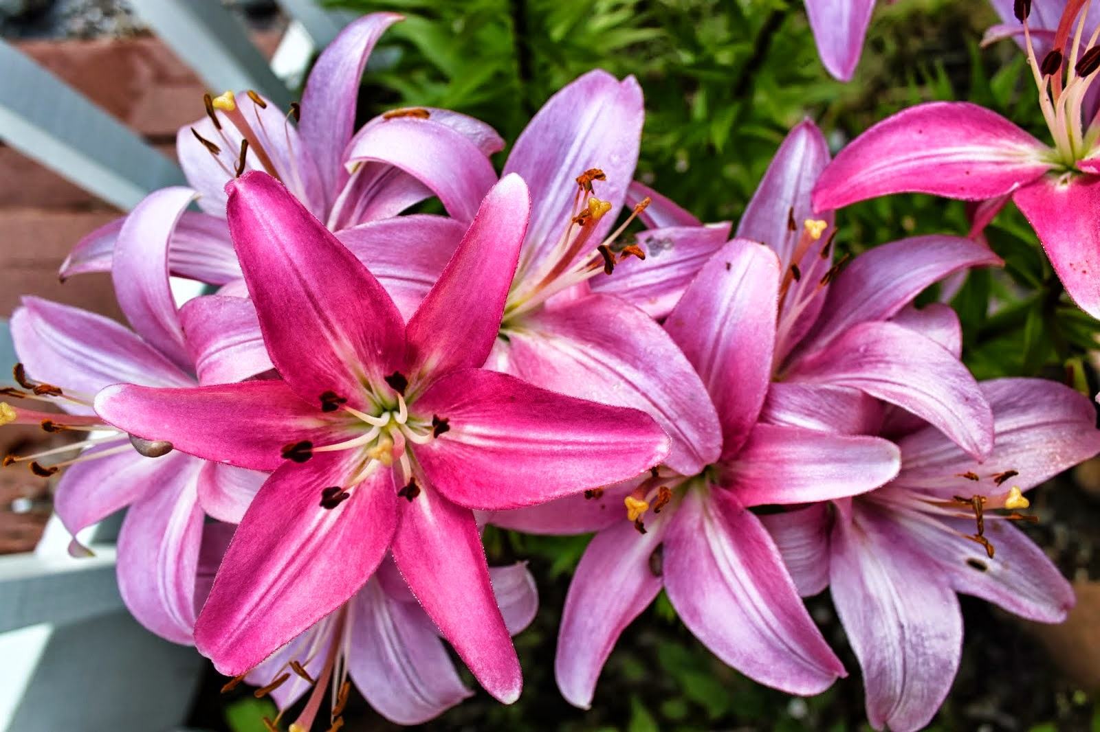 Các loại hoa loa kèn ở đà lạt hình ảnh hoa đẹp nhất