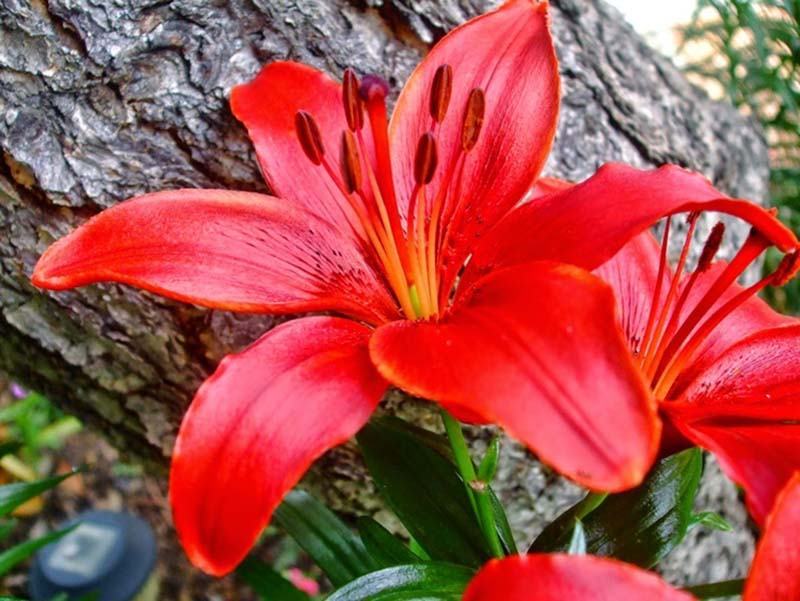 Hình ảnh hoa loa kèn đỏ đẹp nhất