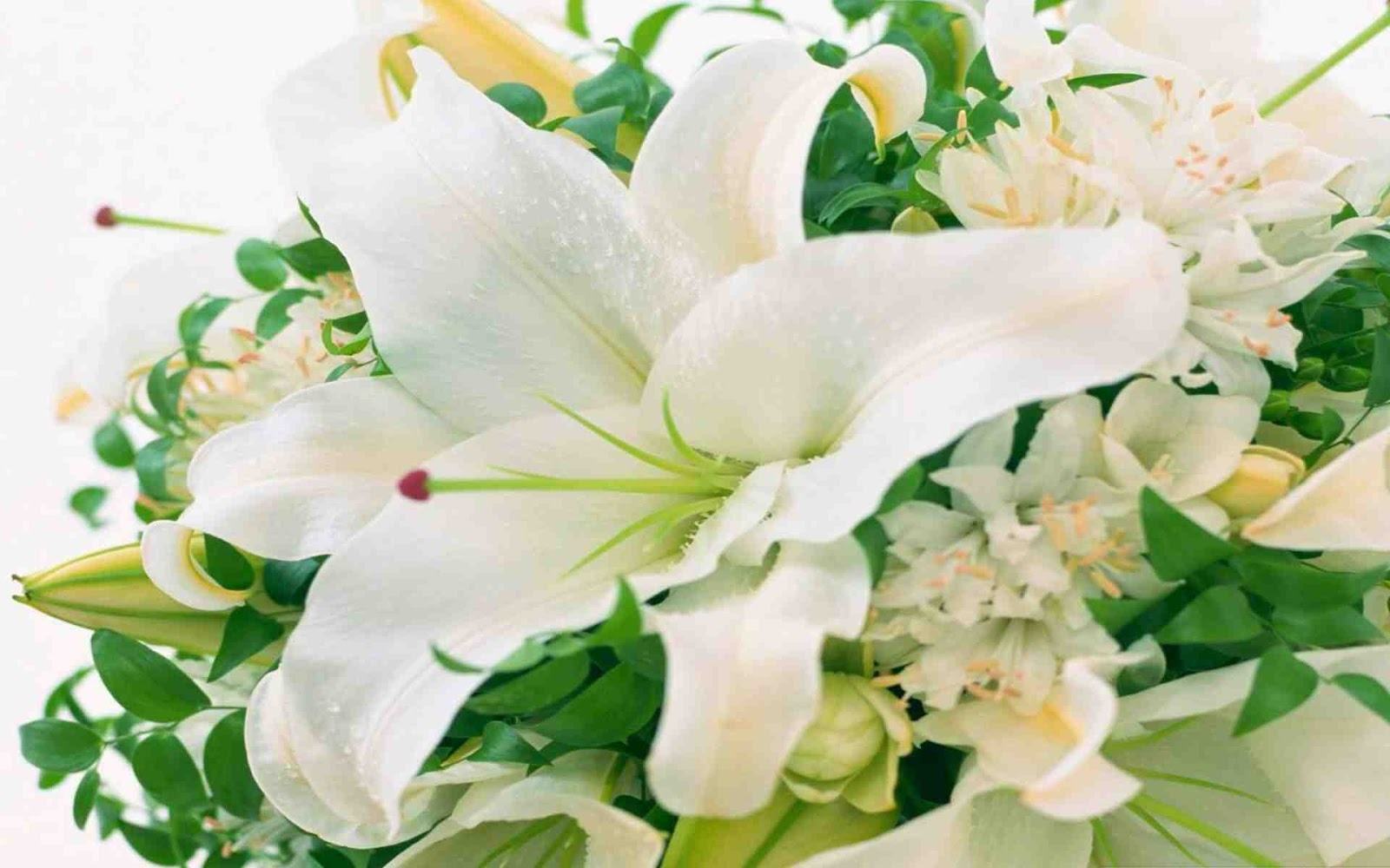Hình ảnh hoa loa kèn trắng tinh khiết đẹp