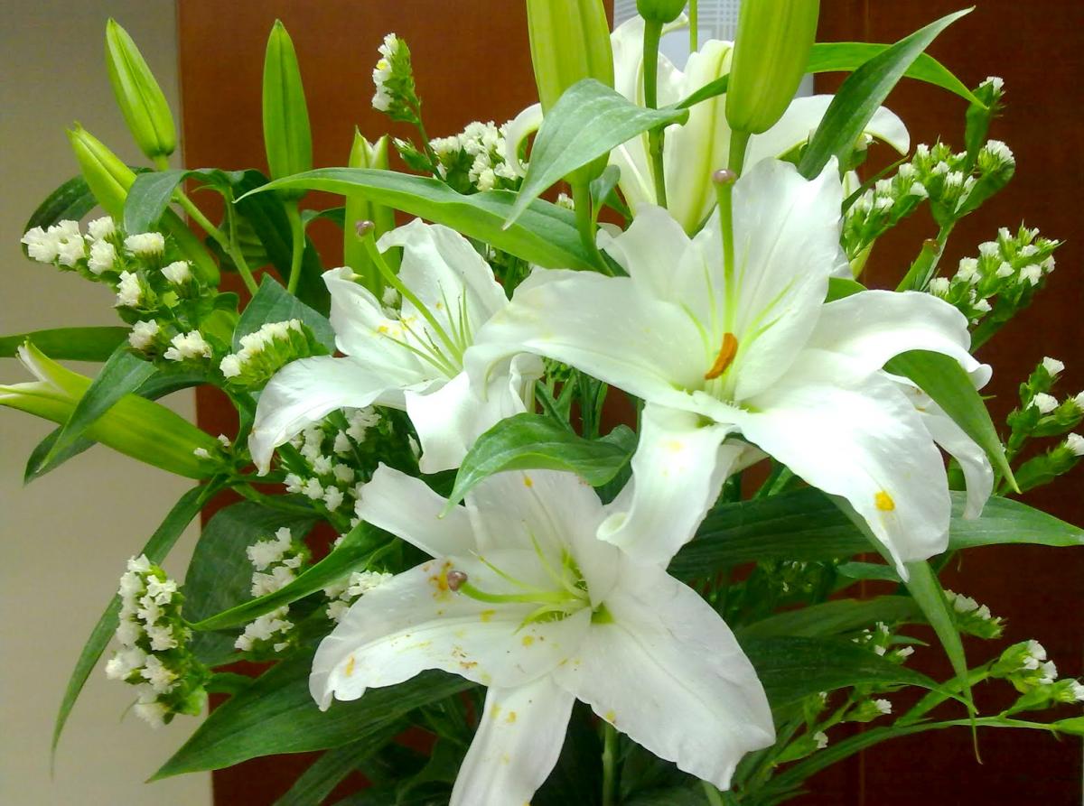 hoa loa kèn trắng đẹp nhất