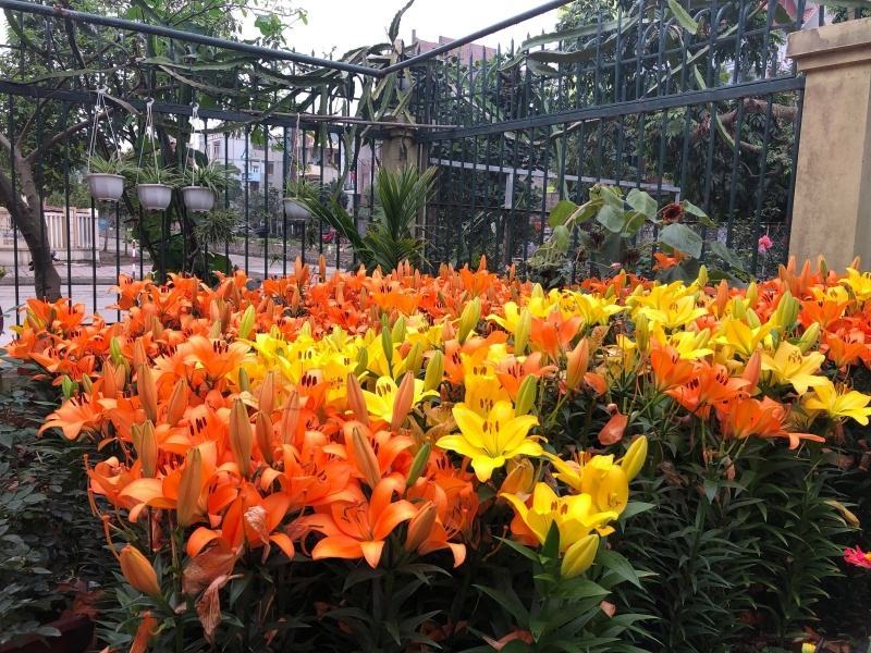 Tổng hợp hình ảnh vườn hoa loa kèn vàng rực rỡ nhất