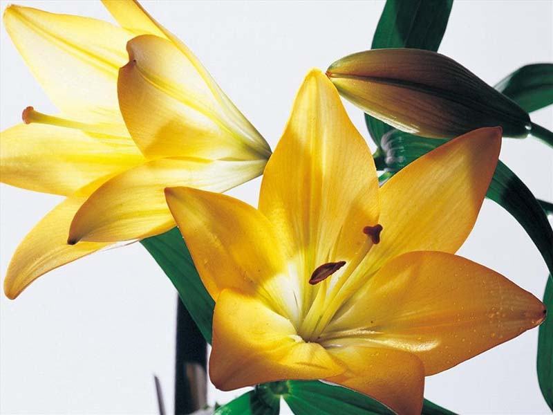 Tuyển chọn hình ảnh hoa loa kèn vàng đẹp xuất sắc dưới nắng vàng