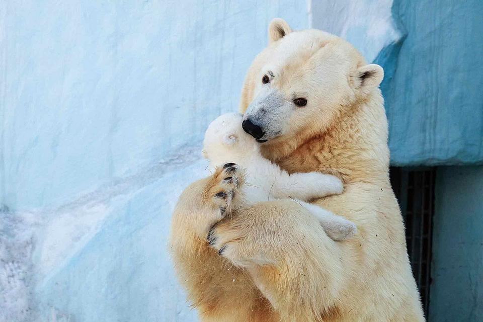 Hình ảnh gấu bắc cực ôm đàn con đẹp nhất