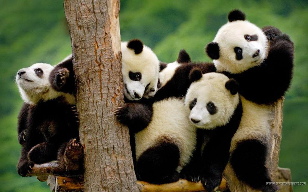 Hình ảnh gấu trúc panda dễ thương đẹp nhất