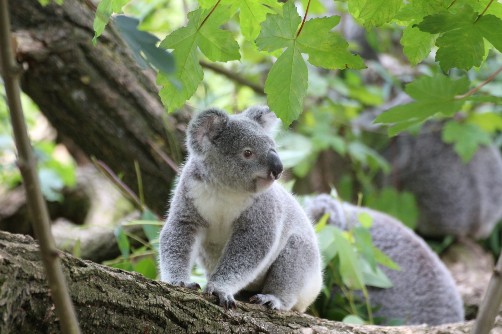 Hình ảnh gấu koala đẹp nhất