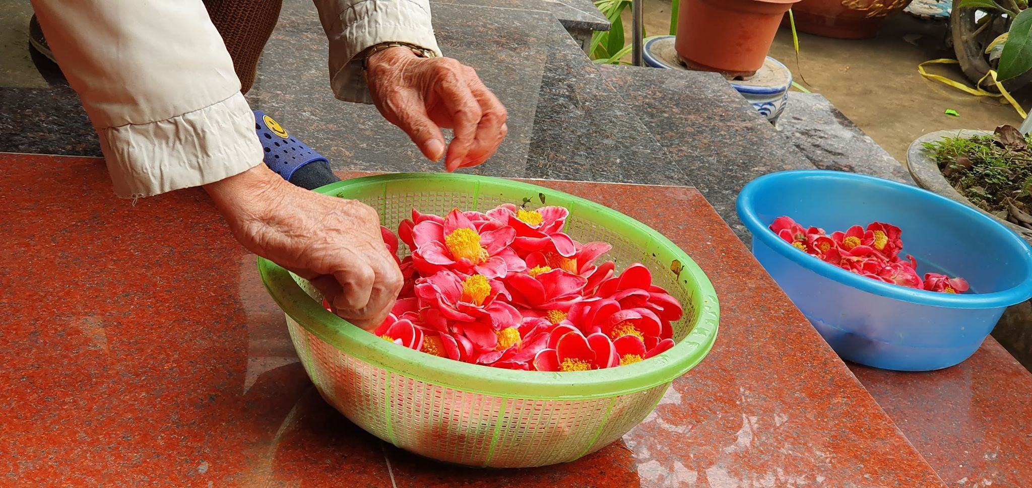 hình ảnh hoa thu hải đường