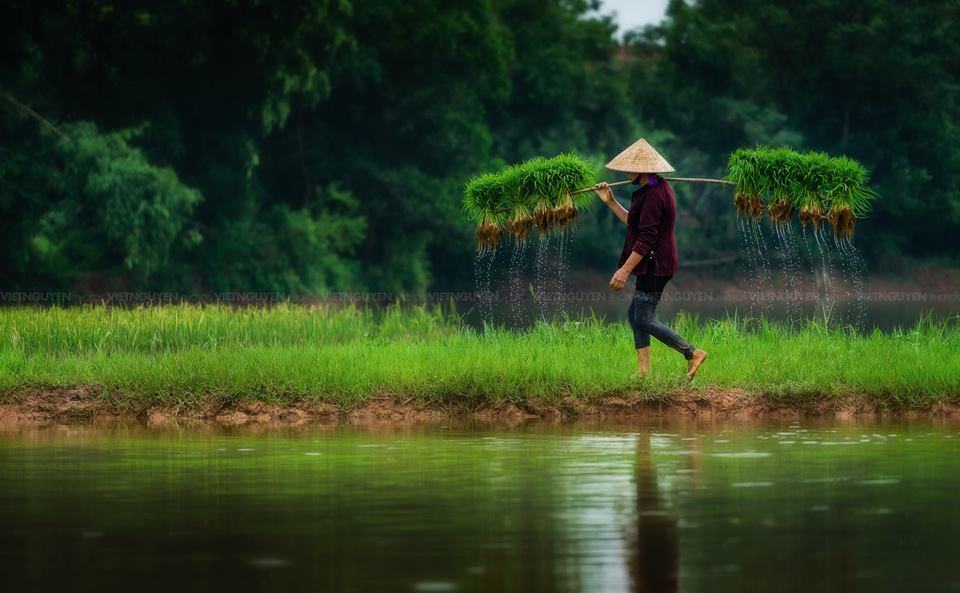 Hình ảnh mẹ gánh gạo