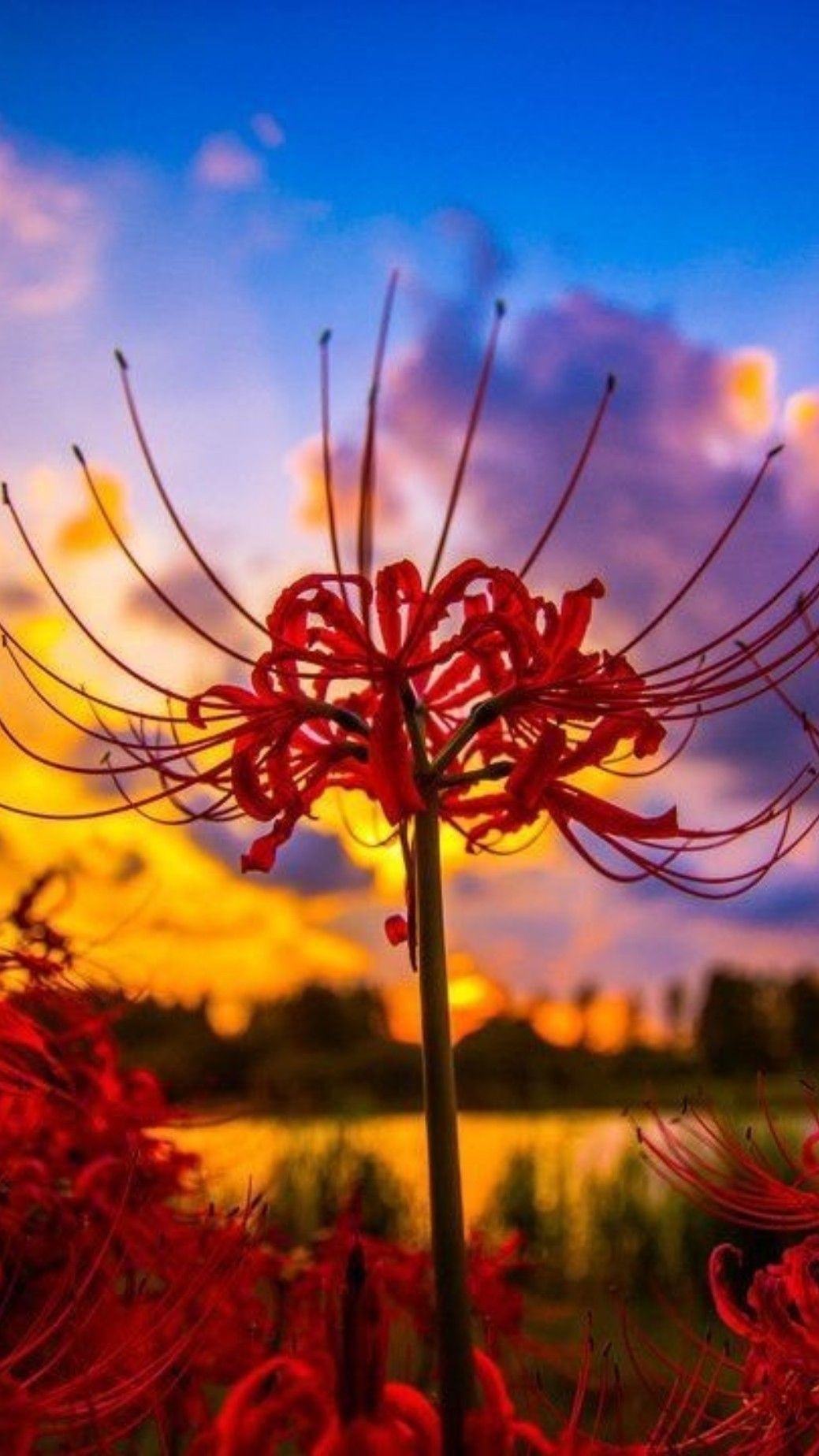 Hình nền hoa bỉ ngạn đẹp trong nắng chiều cho điện thoại