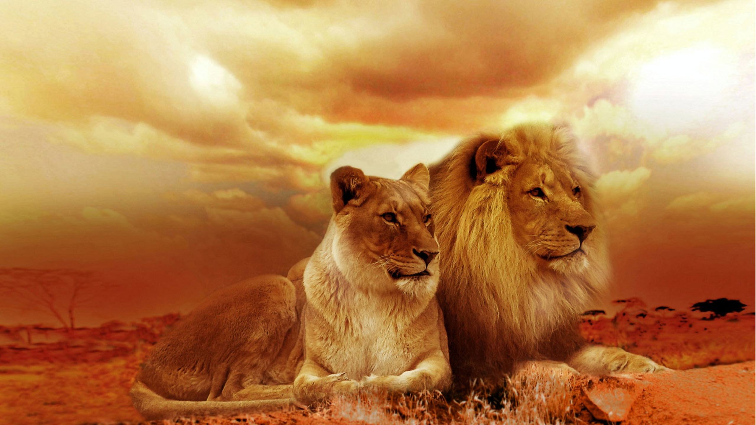 Hình nền cặp sư tử