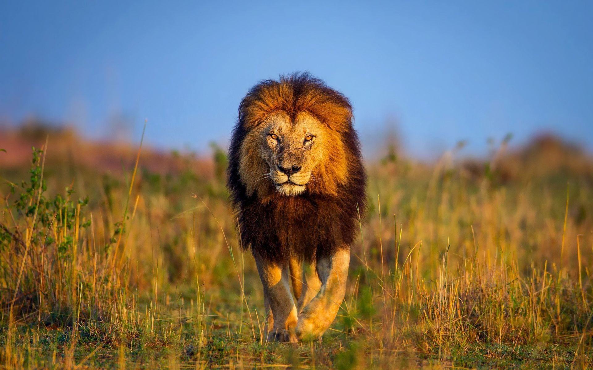 Hình nền sư tử hoang dã đẹp