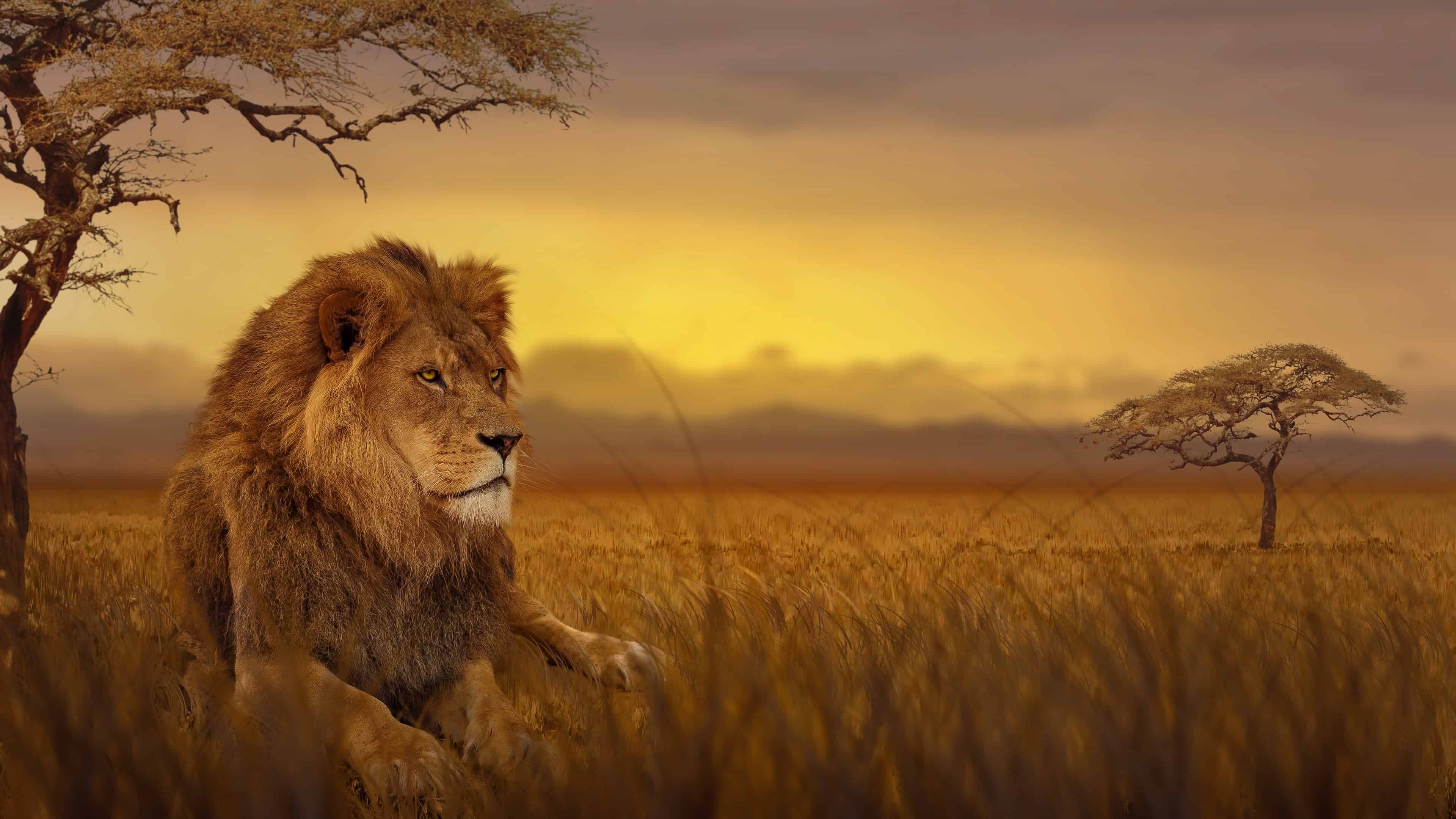 Hình nền sư tử trong tự nhiên