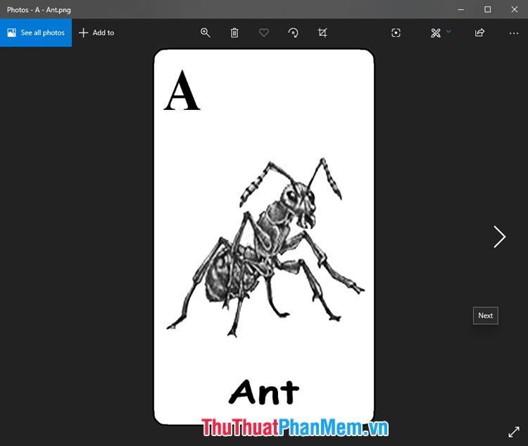 Hình ảnh động vật 4D của kiến