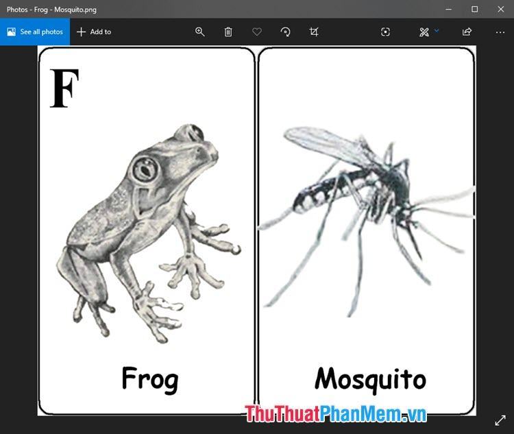 Hình ảnh động vật 4D ếch bắt muỗi